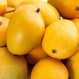 Mango Alphanso