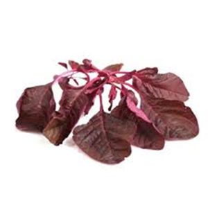 Red Amarnat Leaves