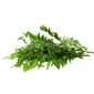 Curry Leaves